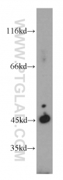 21705-1-AP - UQCRC1 (Complex III subunit core 1)