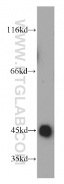 21705-1-AP - UQCRC1 (Complex III subunit core 1)