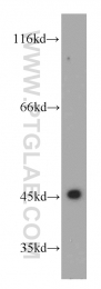 21705-1-AP - UQCRC1 (Complex III subunit core 1)