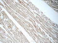 18443-1-AP - UQCRFS1 (Complex III subunit Rieske)