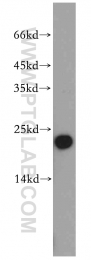 18443-1-AP - UQCRFS1 (Complex III subunit Rieske)