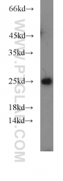 18443-1-AP - UQCRFS1 (Complex III subunit Rieske)