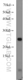 18443-1-AP - UQCRFS1 (Complex III subunit Rieske)