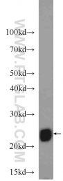 18443-1-AP - UQCRFS1 (Complex III subunit Rieske)