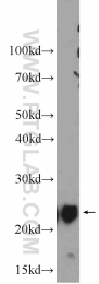 18443-1-AP - UQCRFS1 (Complex III subunit Rieske)