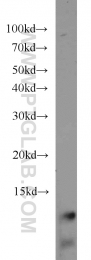15285-1-AP - URM1