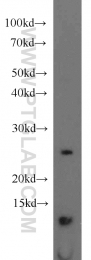 15285-1-AP - URM1