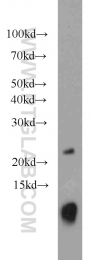 15285-1-AP - URM1
