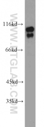 14346-1-AP - USP1