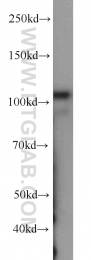 66069-1-Ig - USP1