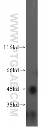 12608-1-AP - USP12