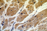 16840-1-AP - USP13