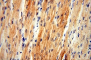 16840-1-AP - USP13