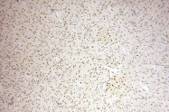 16840-1-AP - USP13