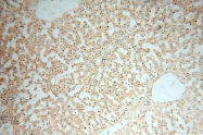 16840-1-AP - USP13
