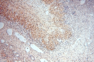 16840-1-AP - USP13