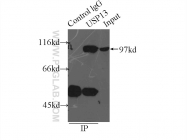 16840-1-AP - USP13