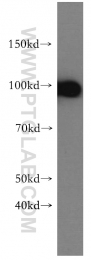 16840-1-AP - USP13