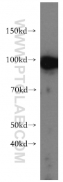 16840-1-AP - USP13