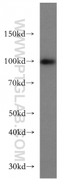 16840-1-AP - USP13