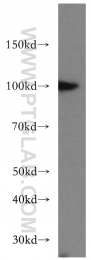 16840-1-AP - USP13
