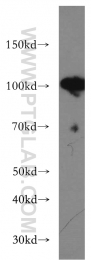 16840-1-AP - USP13