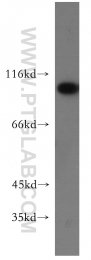 16840-1-AP - USP13