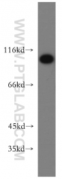 16840-1-AP - USP13