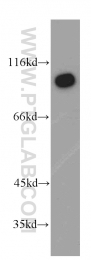 16840-1-AP - USP13