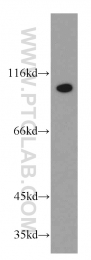 16840-1-AP - USP13