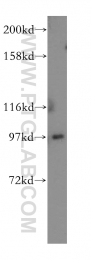 16840-1-AP - USP13