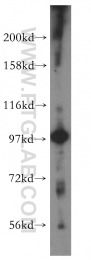 16840-1-AP - USP13