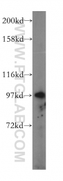 16840-1-AP - USP13