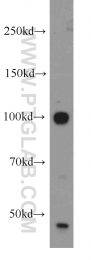 14055-1-AP - USP16