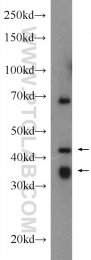 10392-1-AP - USP2