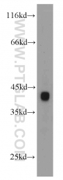 10392-1-AP - USP2