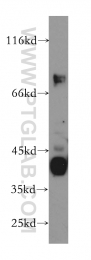 10392-1-AP - USP2