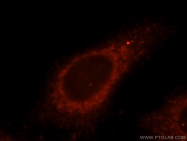 15404-1-AP - USP2