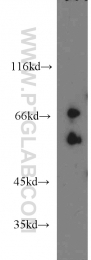 15404-1-AP - USP2