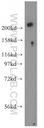13126-1-AP - USP24