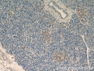 12490-1-AP - USP3