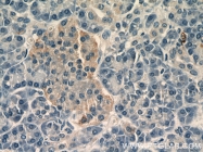 12490-1-AP - USP3