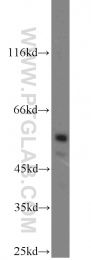 12490-1-AP - USP3