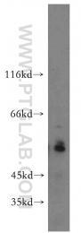 12490-1-AP - USP3