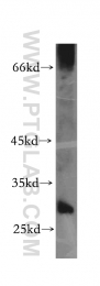 12490-1-AP - USP3