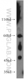 12490-1-AP - USP3
