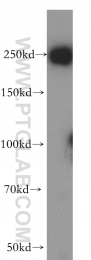 18838-1-AP - USP32