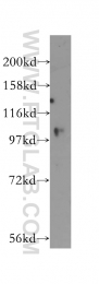 12060-2-AP - USP33 / VDU1