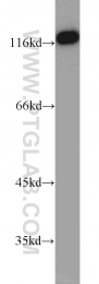 12076-1-AP - USP48