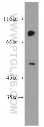 18066-1-AP - USP49